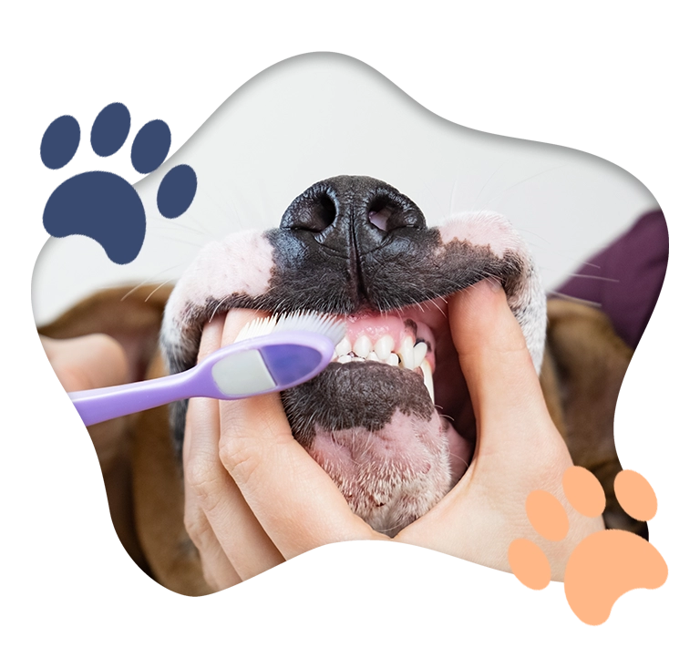 mycie zębów psa